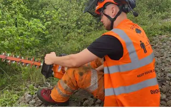 stump grinding rancho cucamonga