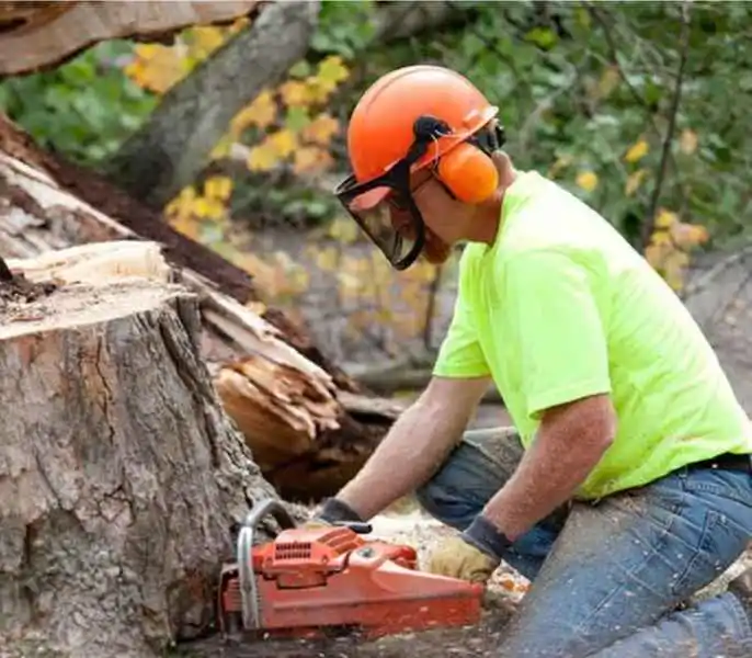 tree service rancho cucamonga