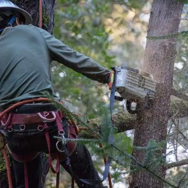 tree trimming rancho cucamonga